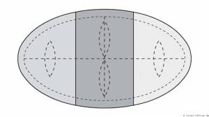 circon s-class - Edler repräsentativer elliptischer Konferenztisch in Echtholz Schweizer Birnbaum furniert